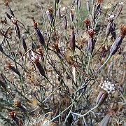 porophyllum gracile